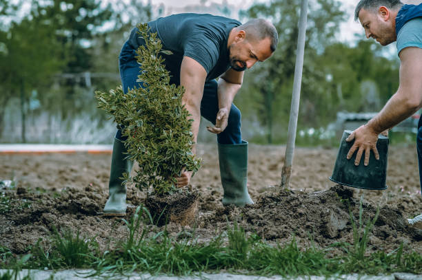 The Steps Involved in Our Tree Care Process in Robersonville, NC